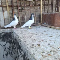 کبوتر رنگی|پرنده|کازرون, |دیوار