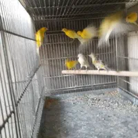 ۲۵ عددقناری درجه یک|پرنده|نهاوند, |دیوار