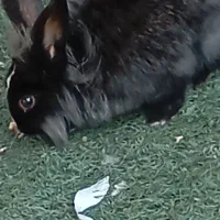 دو عدد خرگوش بالغ نر و ماده از نژاد یال دار|موش و خرگوش|شیراز, گل سرخ|دیوار