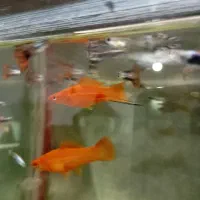 ماهی گیاه خوار