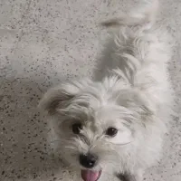 سگ گمشده|حیوانات|ورامین, شهرک فجر|دیوار