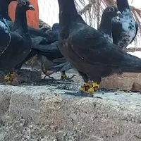 کشکی سیاه