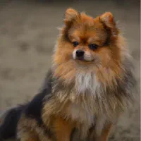 پامر خرسی جفت یابی