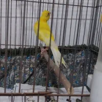 قناری فنچ نرگسی