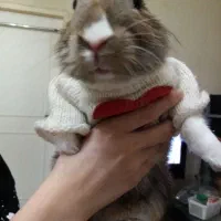 گمشده اسمش تینگی نژاد جرسی،