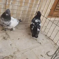 کبوتر سینه دم سیاه