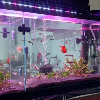 اکواریوم پلنت یک متری شیشه خم شرکتی