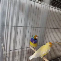 فنچ گلدین جفت