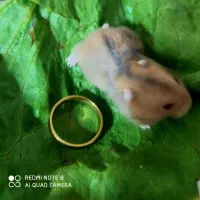 همستر کمپل (اندازه یه بند انگشت )فقط ۱۹۰