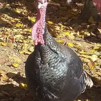 بوقلمون محلی