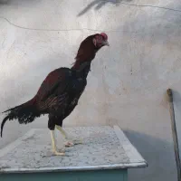 خروس لاری|حیوانات مزرعه|شیراز, محراب|دیوار