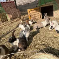 خرگوش فروشی ۸۰ هزار تومان