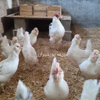 جوجه گلین لری اصل|حیوانات مزرعه|تهران, بازار|دیوار