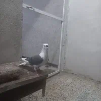 ماده شونی خوشونه اصیل|پرنده|خرم‌آباد, |دیوار