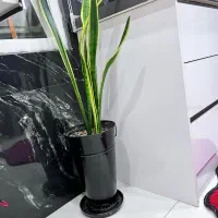 سانسوریا سه غلاف