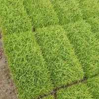 ۲۰ عدد قالب علی کاظمی