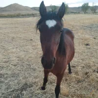 کره نریان 17ماه یک راس مادیان کرد4ساله|اسب و تجهیزات اسبسواری|حلب, |دیوار