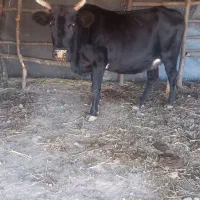 گاو جنگلی