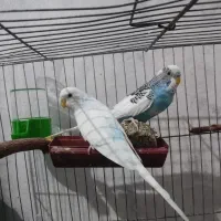 جفت مرغ عشق / فنچ نر