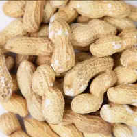 بادام زمینی فقط( نقد + چک)