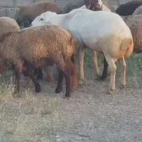 قوچ