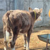گاو و گوساله سمینتال سه راس مخصوص کشتار و داشتی|حیوانات مزرعه|قائم‌شهر, |دیوار