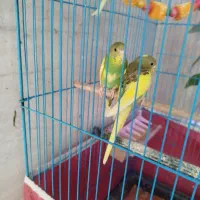 مرغ عشق|پرنده|رودان, |دیوار