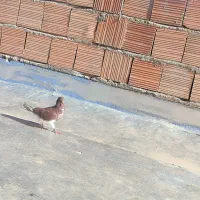 کبوتر رنگی المانی ناجلد|پرنده|گالیکش, |دیوار