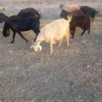 بز ترکی و دورگ موقعیت گناوه|حیوانات مزرعه|ریگ, |دیوار