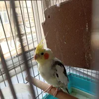 عروس هلندی نر|پرنده|تهران, وحیدیه|دیوار