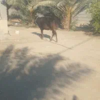 گاو گوساله ماده|حیوانات مزرعه|میناب, |دیوار