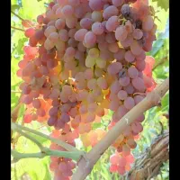 باغچه میوه پل زمانخان