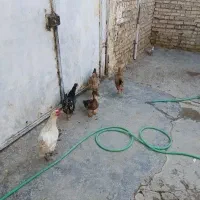 ۴عددمرغ عربی تخم گزار
