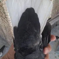 کبوتر
