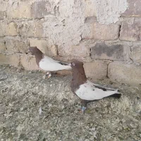 کبوتر رنگی به شرط پرش وجفت