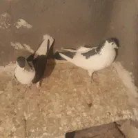 ساده افشون وکله سینه سرخ وسینه زرد|پرنده|مشهد, آبکوه|دیوار