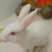 خرگوش سفید|موش و خرگوش|یزد, |دیوار