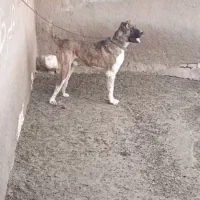 واگذاری سگ خراسانی|سگ|مشهد, کشاورز|دیوار