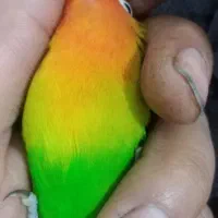 کوتوله دستی نرماده