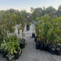 نهال انبه اصلاح شده|خدمات باغبانی و درختکاری|کهنوج, |دیوار