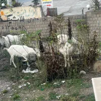 بز سانن|حیوانات مزرعه|کلاردشت, |دیوار