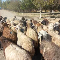 با سلام فروش ۴۵راس میش آبستن سنگین یکشم زاییده|حیوانات مزرعه|محمدبار, |دیوار