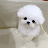 مالتیی پودل