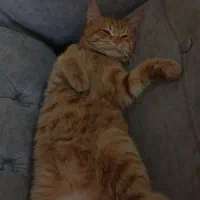 گربه نر|گربه|یزد, |دیوار