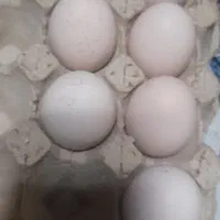 تخم مرغ نطفدار|خوردنی و آشامیدنی|مشهد, فارغ التحصیلان|دیوار