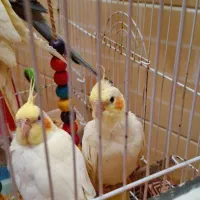 دو عدد جوجه عروس هلندی