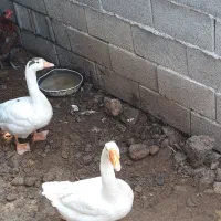 فروش دو عددقو غاز نروماده