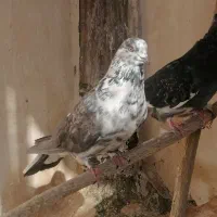 چهار جفت نر و ماده دونسته و حسابی|پرنده|قم, آزادگان|دیوار