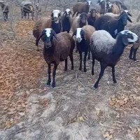 میش شیشک ابستن