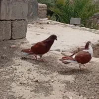 کبوتر سروخ و کلاغ